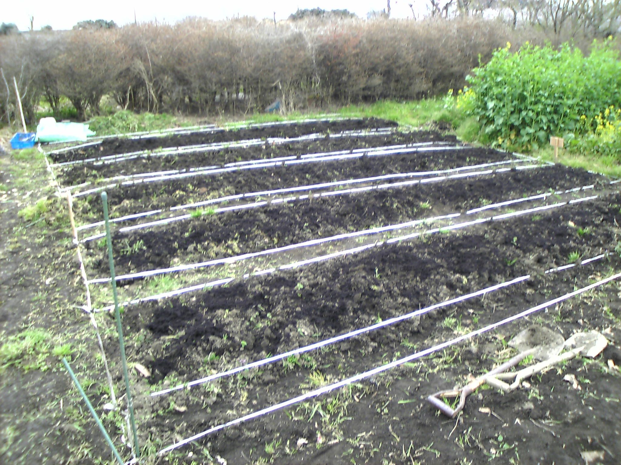 畑の畝作り 見沼散人 の身の丈生活 畑の畝作り 見沼散人 の身の丈生活