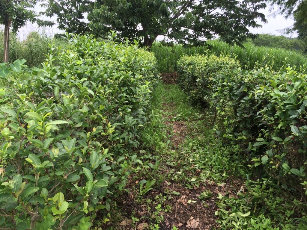 茶の木の剪定 見沼散人 の身の丈生活 茶の木の剪定 見沼散人 の身の丈生活