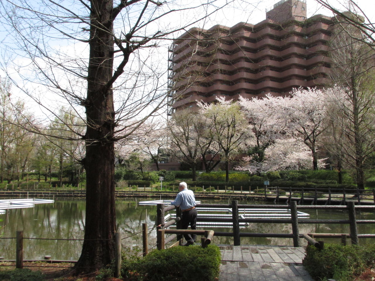 見沼の桜 見沼散人 の身の丈生活 見沼の桜 見沼散人 の身の丈生活