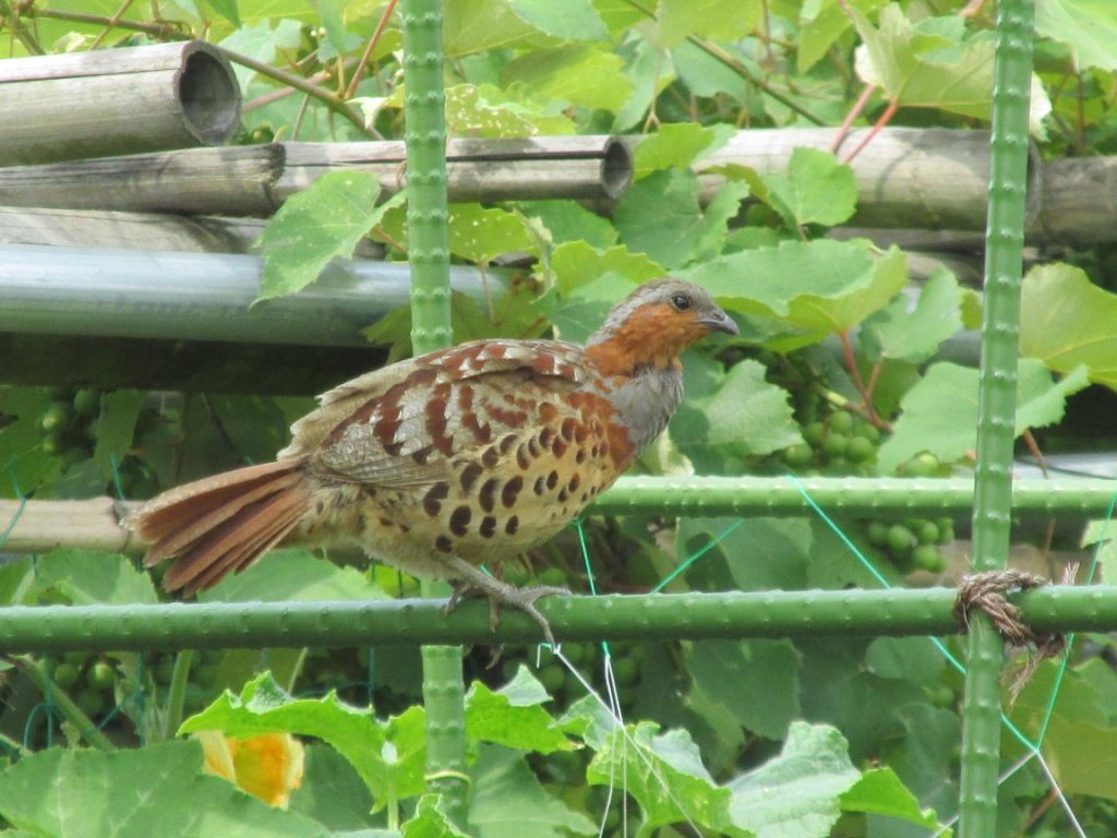 小綬鶏とアライグマ 見沼散人 の身の丈生活 小綬鶏とアライグマ 見沼散人 の身の丈生活