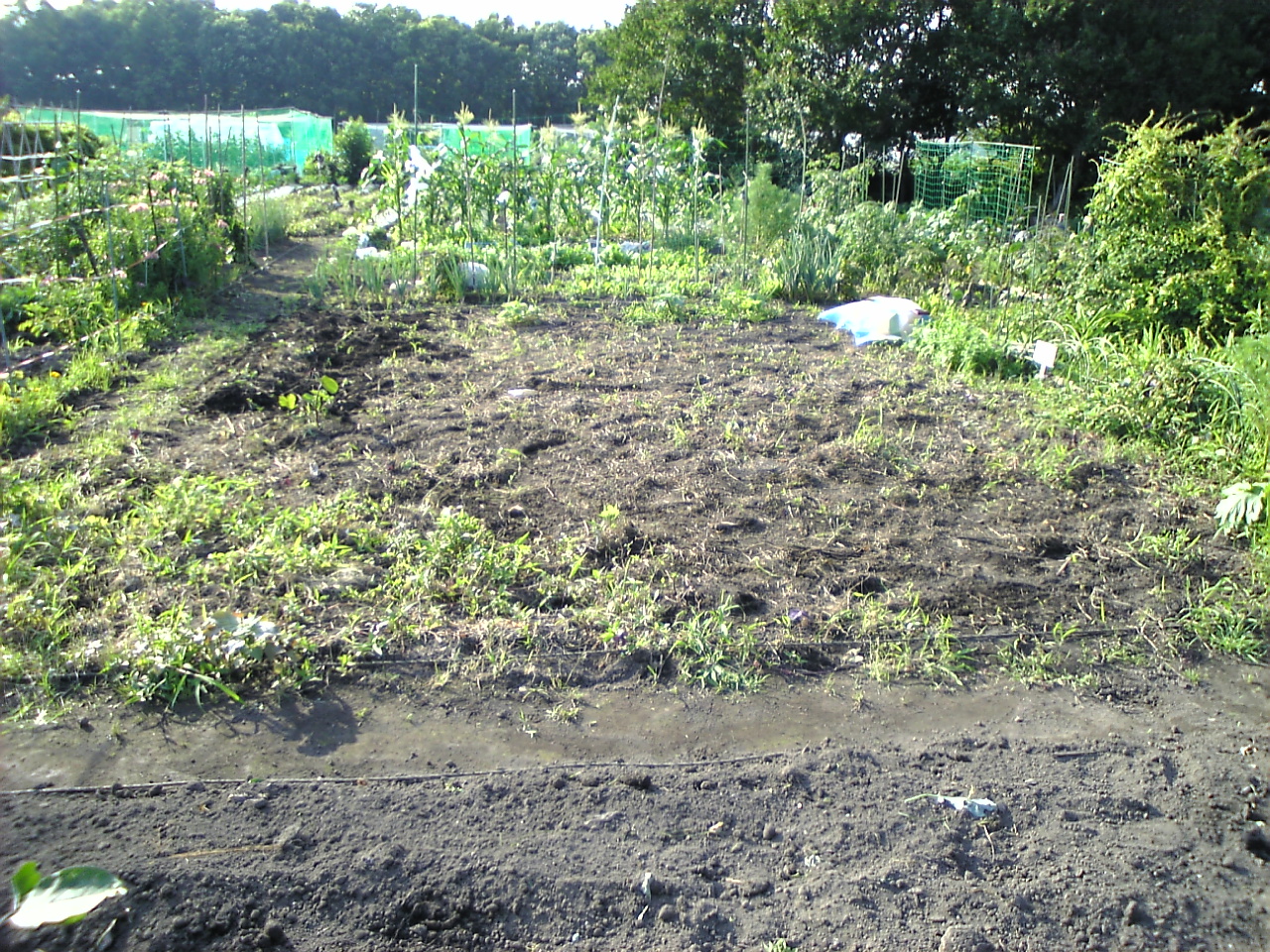 雑草を穴に埋める 見沼散人 の身の丈生活 雑草を穴に埋める 見沼散人 の身の丈生活