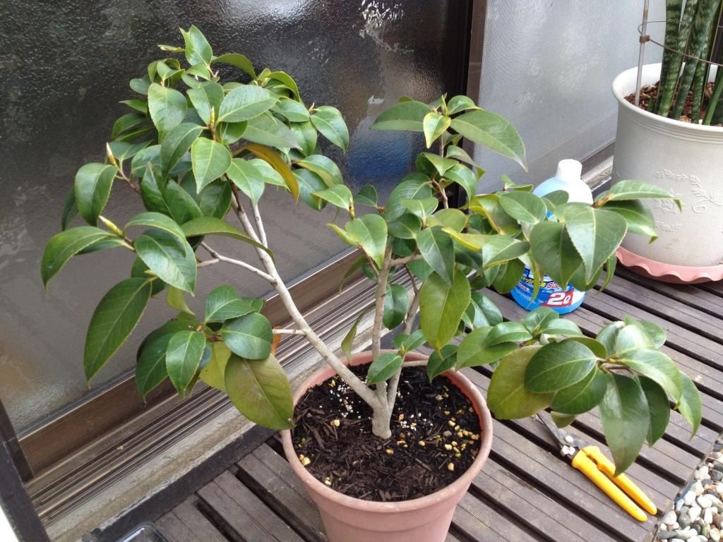 鉢植え椿の剪定 見沼散人 の身の丈生活 鉢植え椿の剪定 見沼散人 の身の丈生活