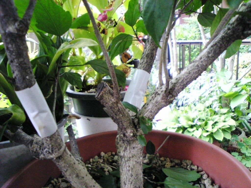 万年青の植替え 見沼散人 の身の丈生活 万年青の植替え 見沼散人 の身の丈生活