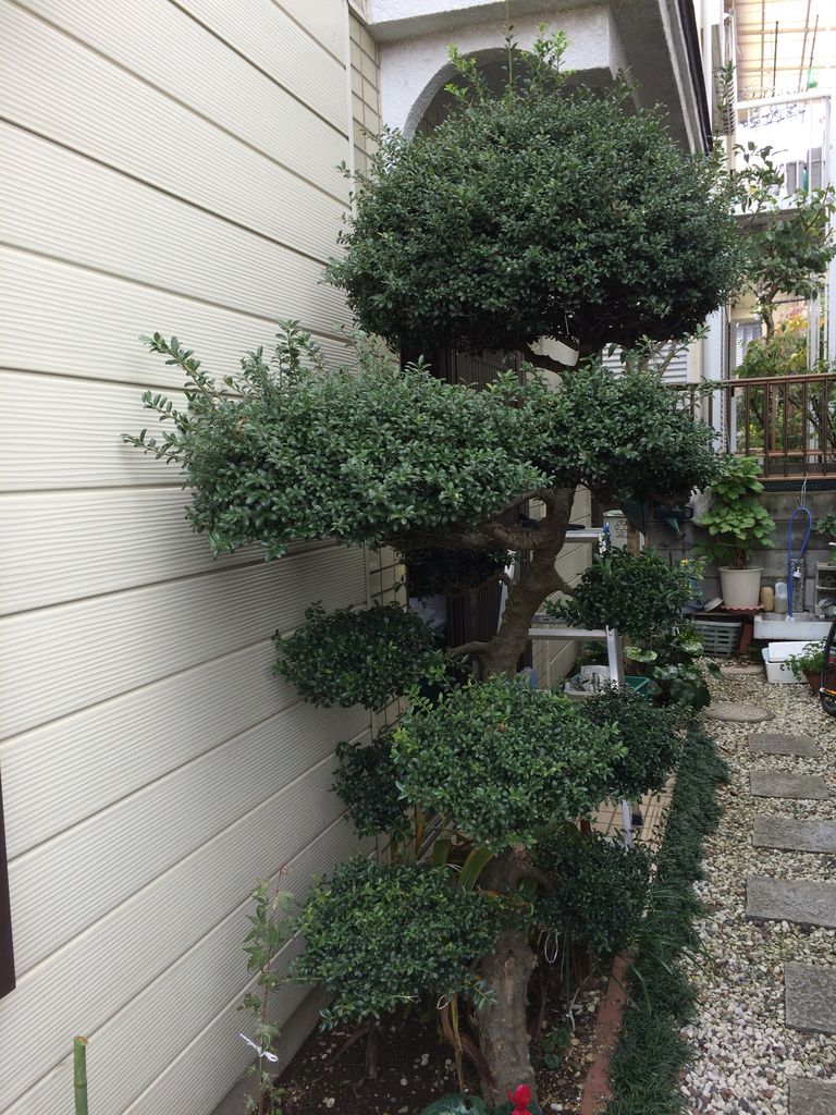 柘植の剪定 見沼散人 の身の丈生活 柘植の剪定 見沼散人 の身の丈生活