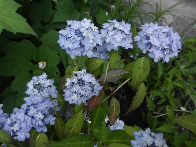 白い初夏の花と山アジサイ やすらぎの庭の日記 白い初夏の花と山アジサイ やすらぎの庭の日記