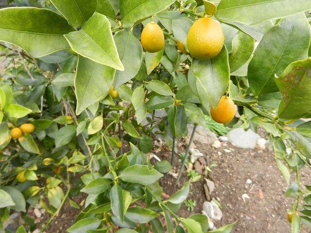 電気圧力なべで 金柑の甘露煮を作りました やすらぎの庭の日記 電気圧力なべで 金柑の甘露煮を作りました やすらぎの庭の日記