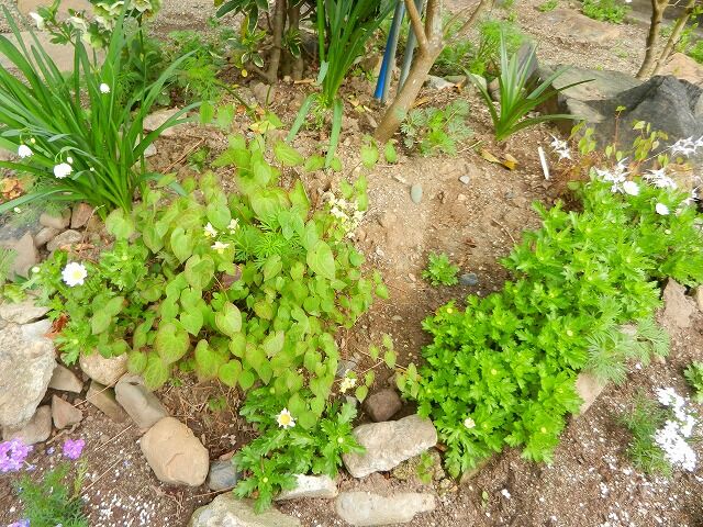 白と黄色のイカリソウ開花 と庭の中央にバーベナーを植える やすらぎの庭の日記