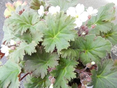 プリムラ シネンシスが開花しだしました やすらぎの庭の日記 プリムラ シネンシスが開花しだしました やすらぎの庭の日記