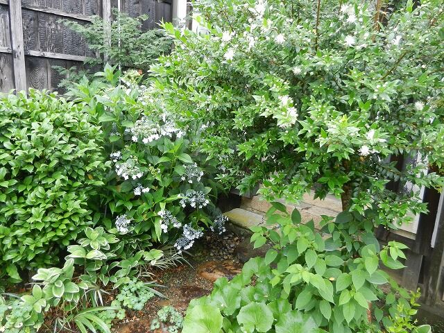 ギンバイカが咲きだしました やすらぎの庭の日記 ギンバイカが咲きだしました やすらぎの庭の日記