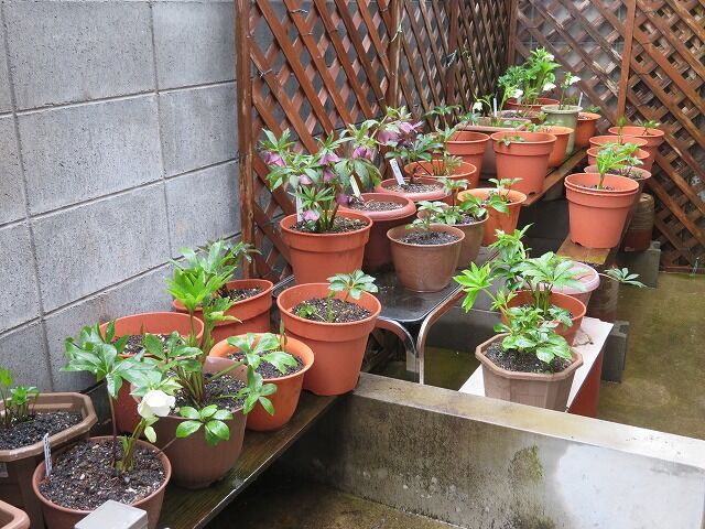 鉢植えのクリスマスローズの移動 やすらぎの庭の日記