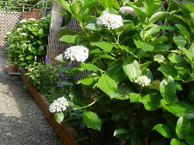 おたふくアジサイとクチナシの花が開花しました やすらぎの庭の日記
