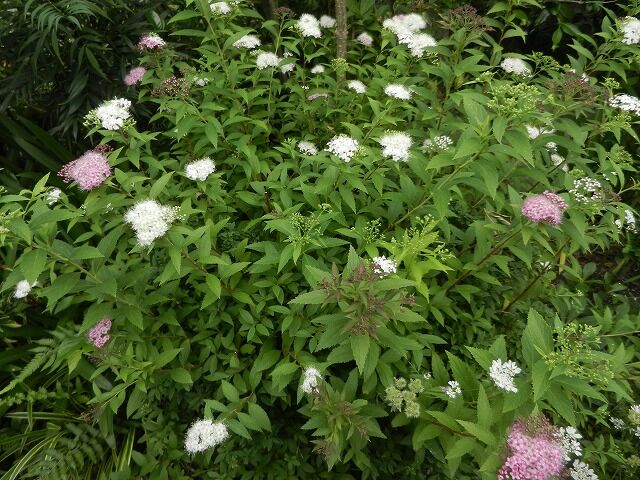 源平シモツケ開花 やすらぎの庭の日記