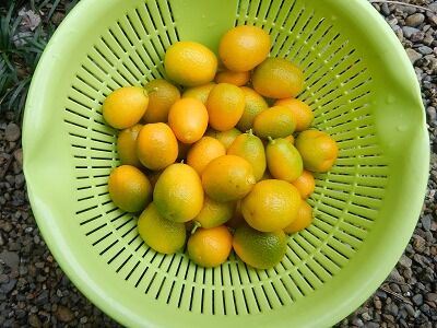 電気圧力なべで 金柑の甘露煮を作りました やすらぎの庭の日記 電気圧力なべで 金柑の甘露煮を作りました やすらぎの庭の日記