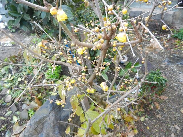 ギンバイカの剪定 地植えのクリスマスローズのつぼみ発見 やすらぎの庭の日記