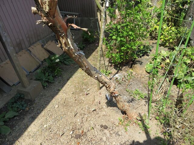 銀梅花 ギンバイカ W Z フー 撤去 やすらぎの庭の日記