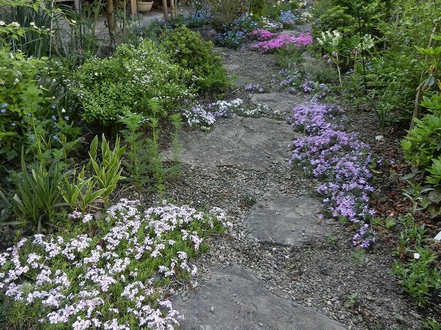 芝桜 勿忘草 アジュガが満開です やすらぎの庭の日記