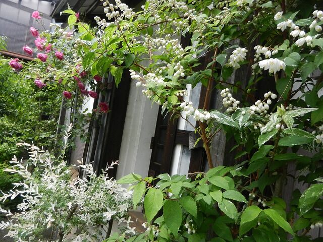 斑入りウツギ テマリシモツケが開花しだしました 昔着物と古布の店 京屋