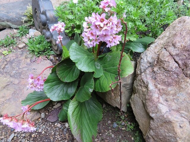 ヒマラヤユキノシタが満開です 昔着物と古布の店 京屋 ヒマラヤユキノシタが満開です 昔着物と古布の店 京屋