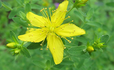 johnswort