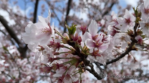 桜(1)