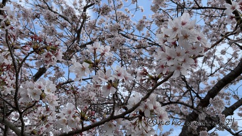 桜 2(1)