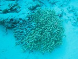 珊瑚の周りには魚がいっぱい1