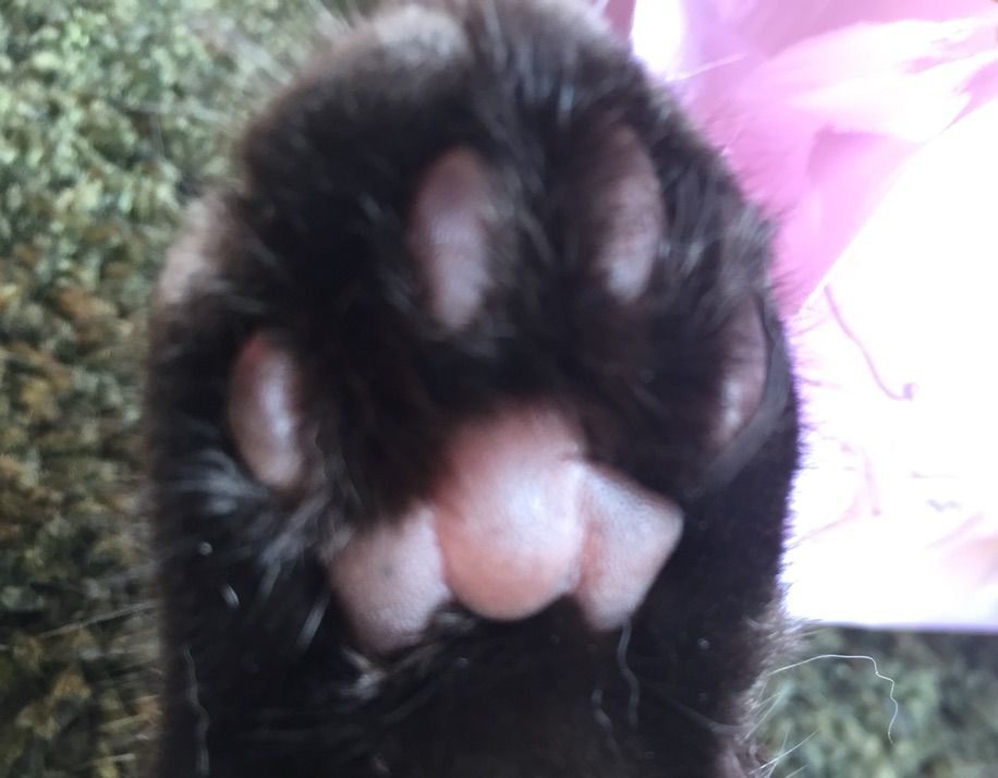 うちの子 猫 の肉球が熊みたいで笑える 日々 うちの子 猫 の肉球が熊みたいで笑える 日々