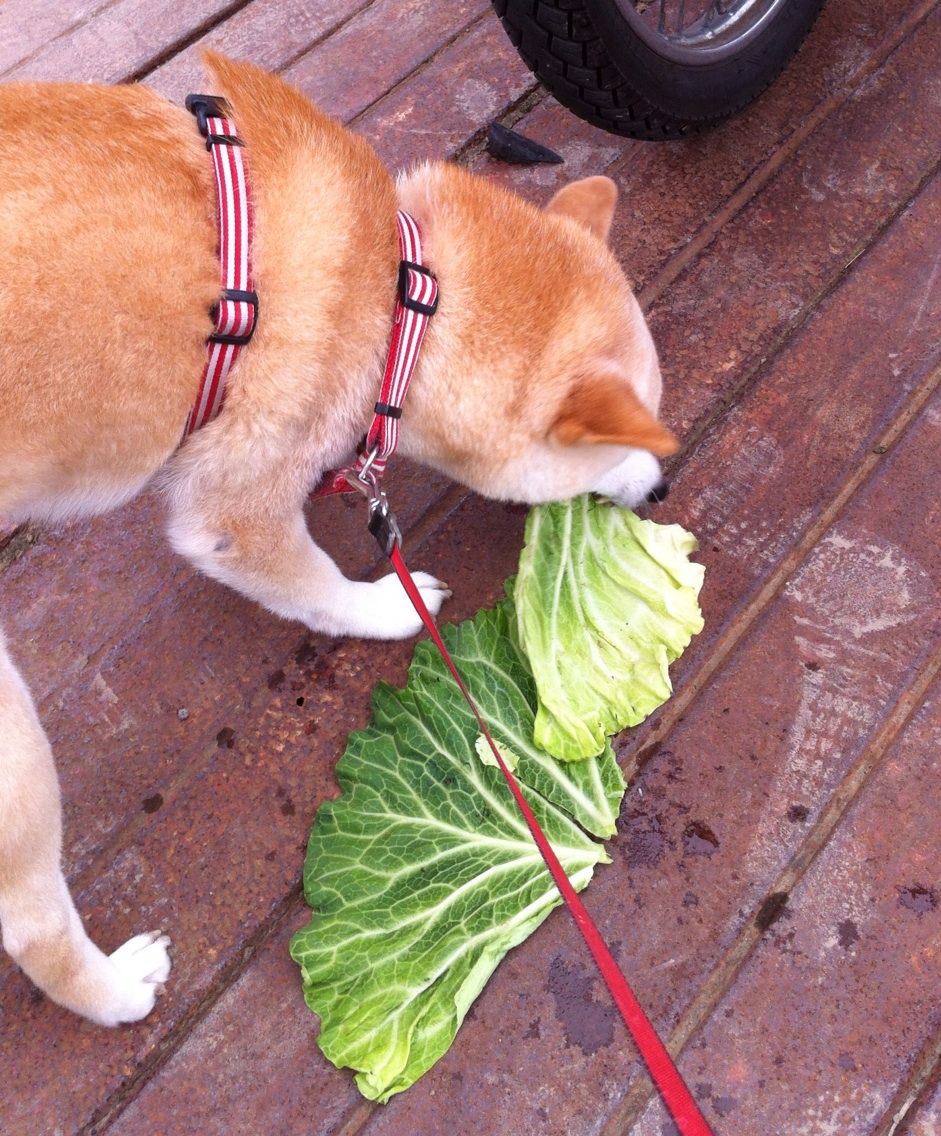 キャベツ好きの犬がスイカをもらった こむぎいろ キャベツ好きの犬がスイカをもらった こむぎいろ
