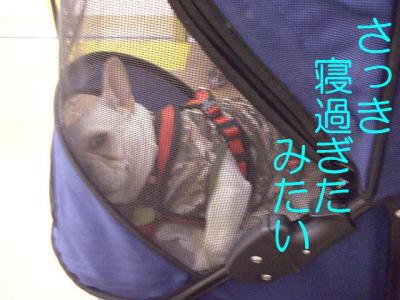 散トレ17