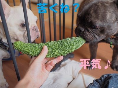 go6.jpg