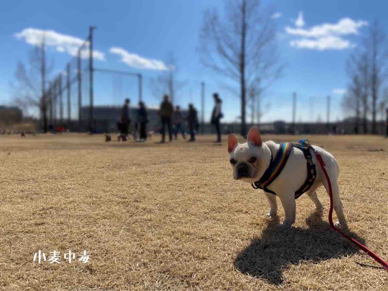 ３月の犬の森オフ会 横浜お散歩トレーニング 小麦中毒
