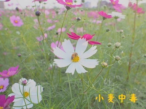c15_20141026201725b0f.jpg