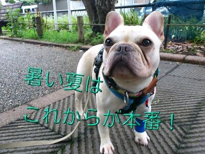 fc2blog_20120721194910b4c.jpg