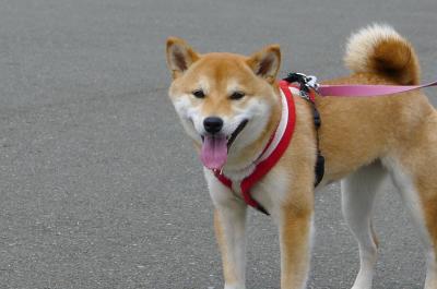 n5_convert_20120428210848.jpg