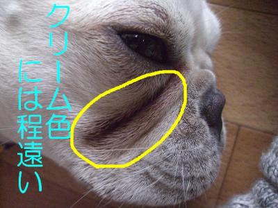 涙1