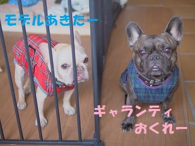 fuyu6_201309270901306ef.jpg