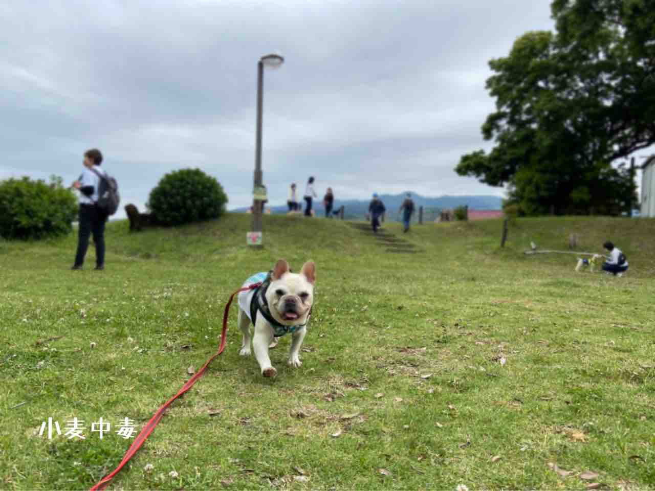 犬の森オフ会 小田原お散歩トレーニングに参加しました 小麦中毒