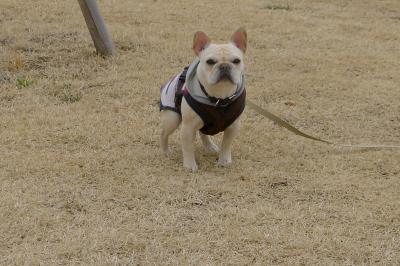 oyoko13_convert_20120226150133.jpg