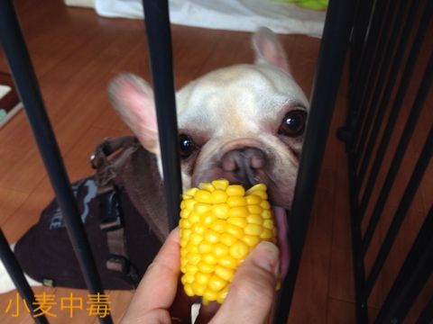 fc2blog_2014062115552163b.jpg