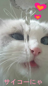 BlogPaint