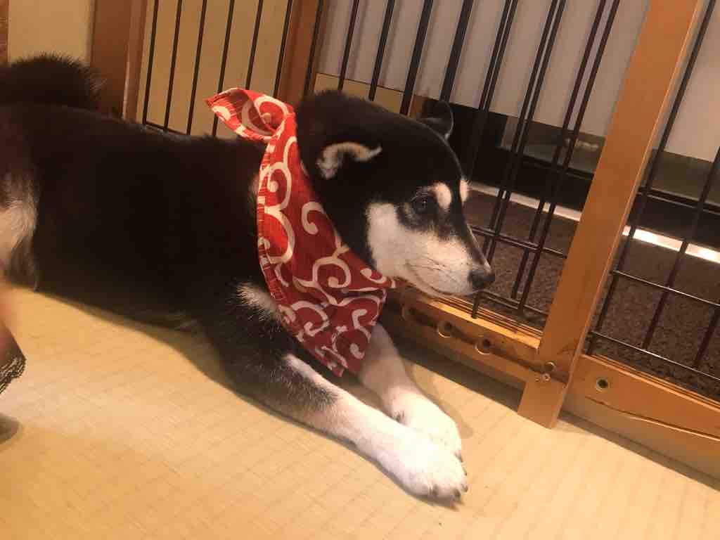 19年12月09日 空飛ぶスルメイカ