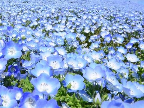 青い花 こん助の雑記