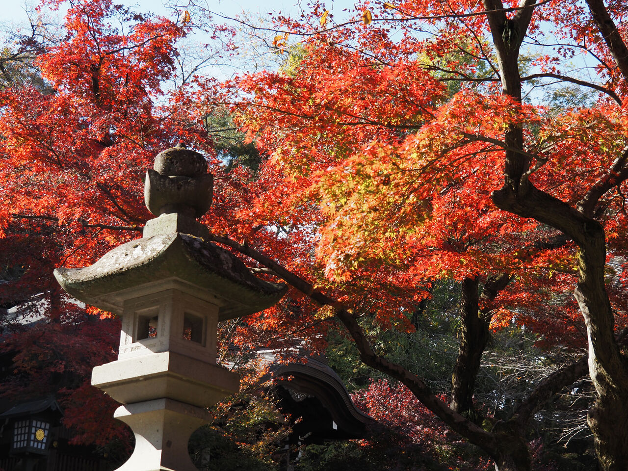 日野 紅葉めぐり その１ 高幡不動編 こんな日の物語