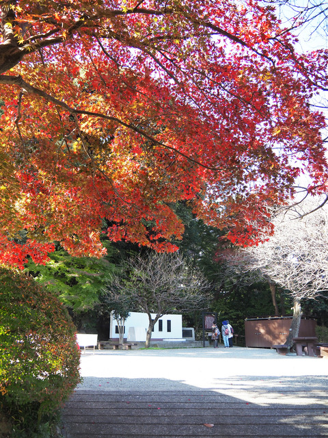 koyo2