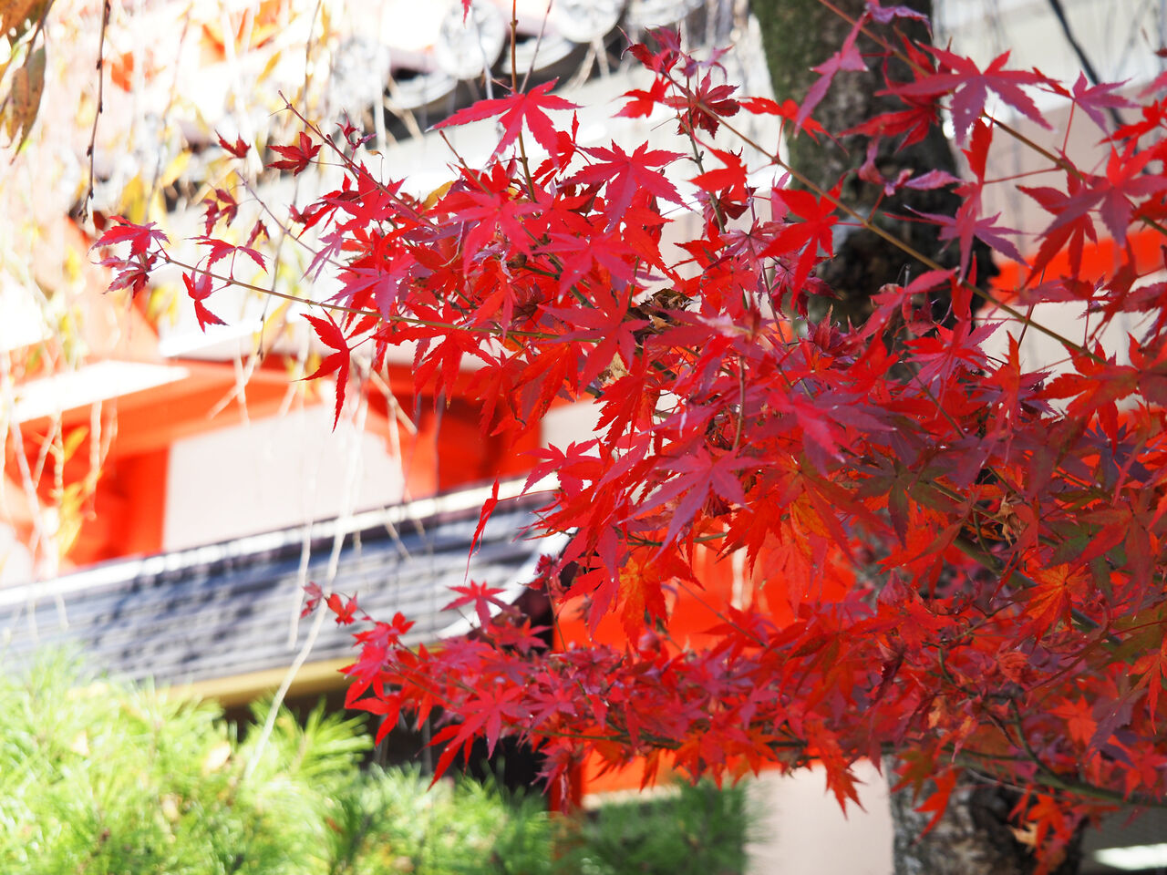 日野 紅葉めぐり その１ 高幡不動編 こんな日の物語