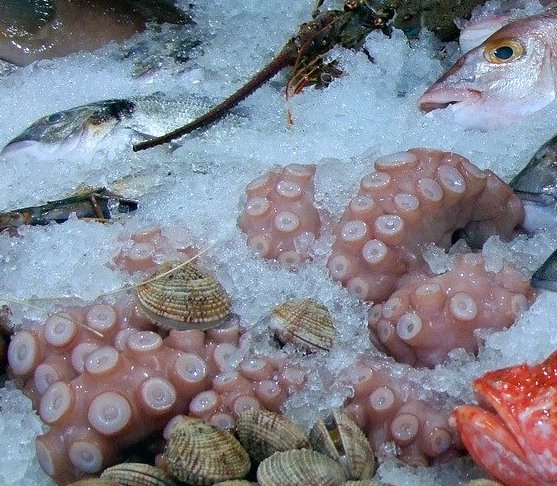 タコは栄養豊富な万能食材 業務用 カットタコ たこ焼き食材のkonamon21