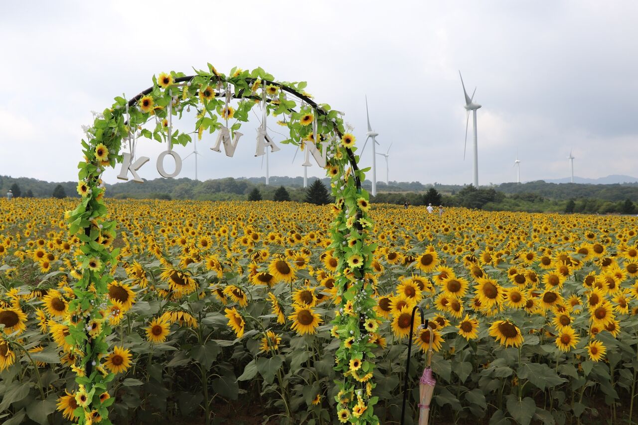 郡山布引風の高原ひまわり・コスモス開花状況【2025.8.26】（2025.08