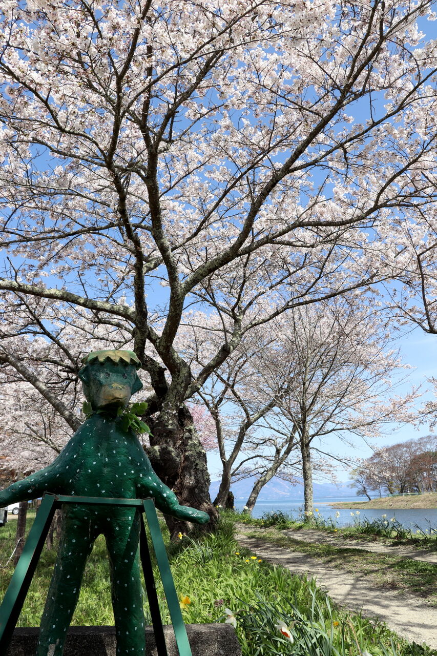 欅衝立足は桜、自然な形状 舟津公園の桜開花状況【2026.04.17】（2026.04.17） | 郡山布引風の
