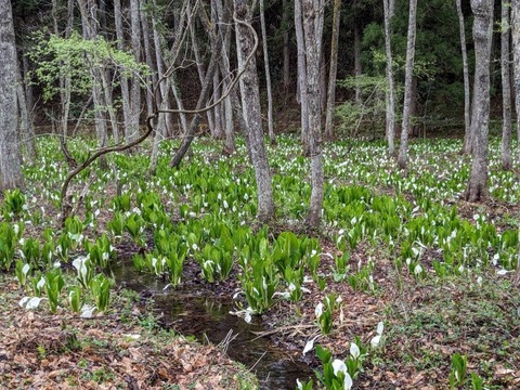 馬入20230417-2-1（東側天然）