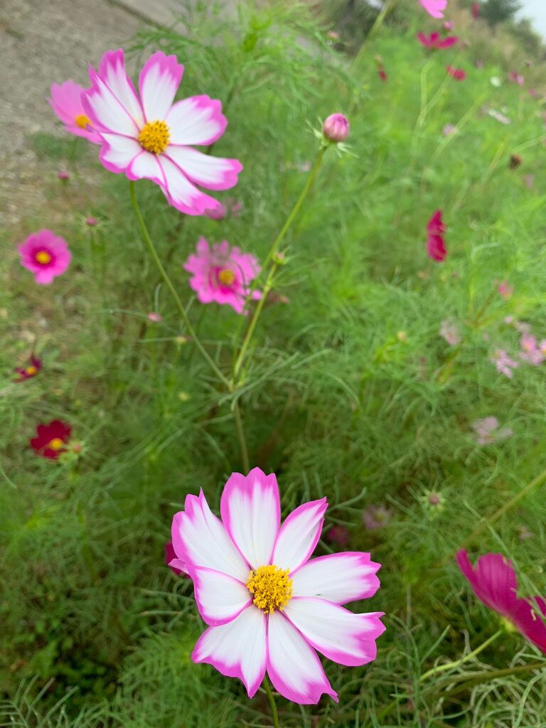 郡山布引風の高原コスモス【2024.09.09】（2024.09.09） | 郡山布引風